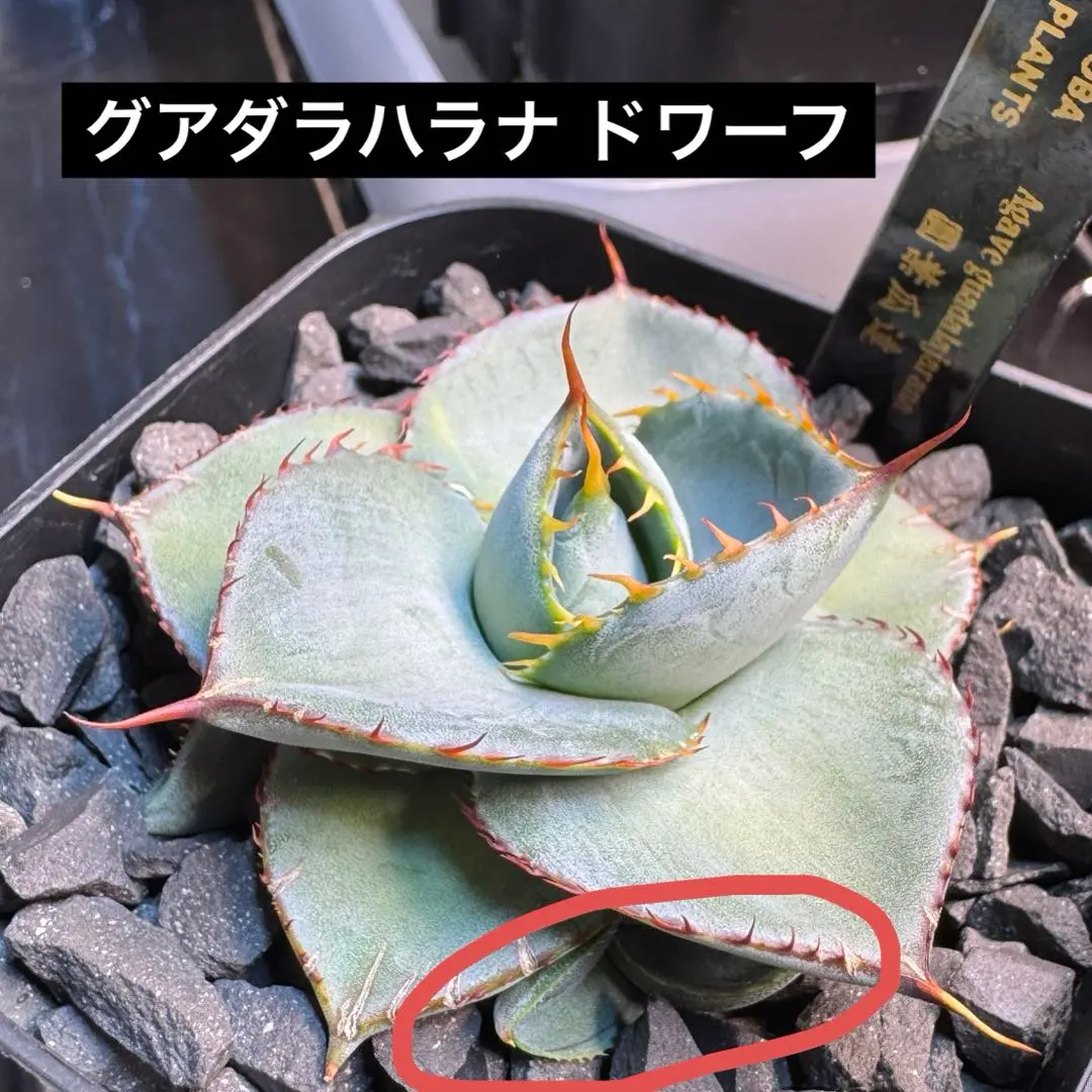 2026年最新】グアダラハラナ ドワーフの人気アイテム - メルカリ