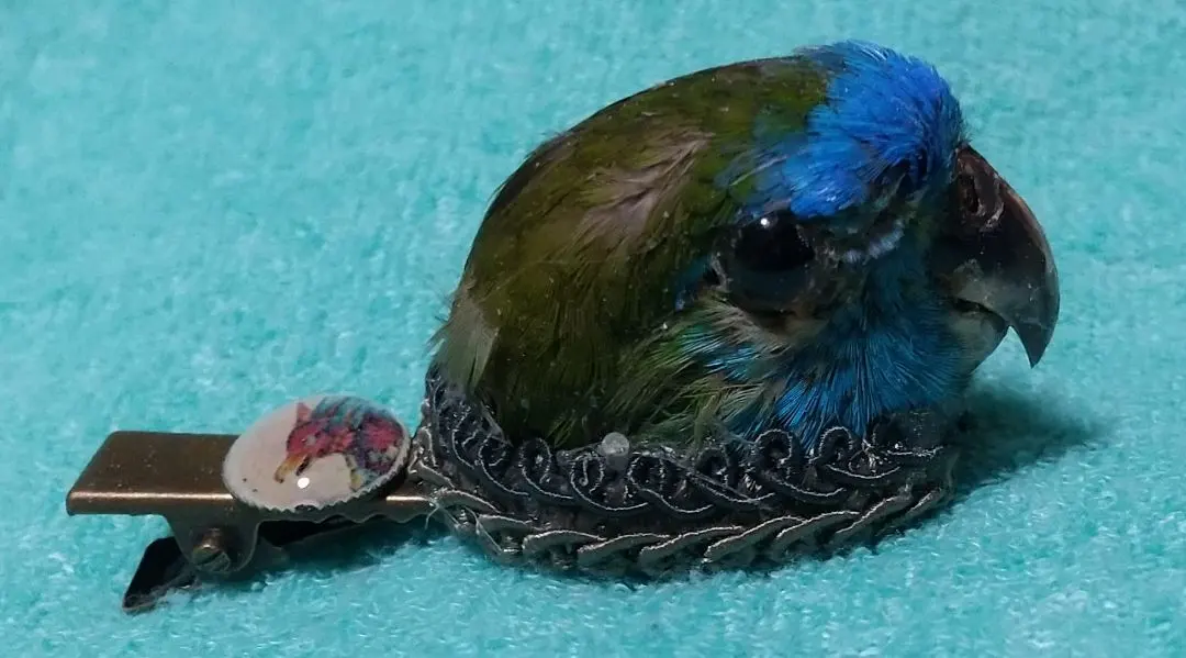 2026年最新】鷹の剥製の人気アイテム - メルカリ