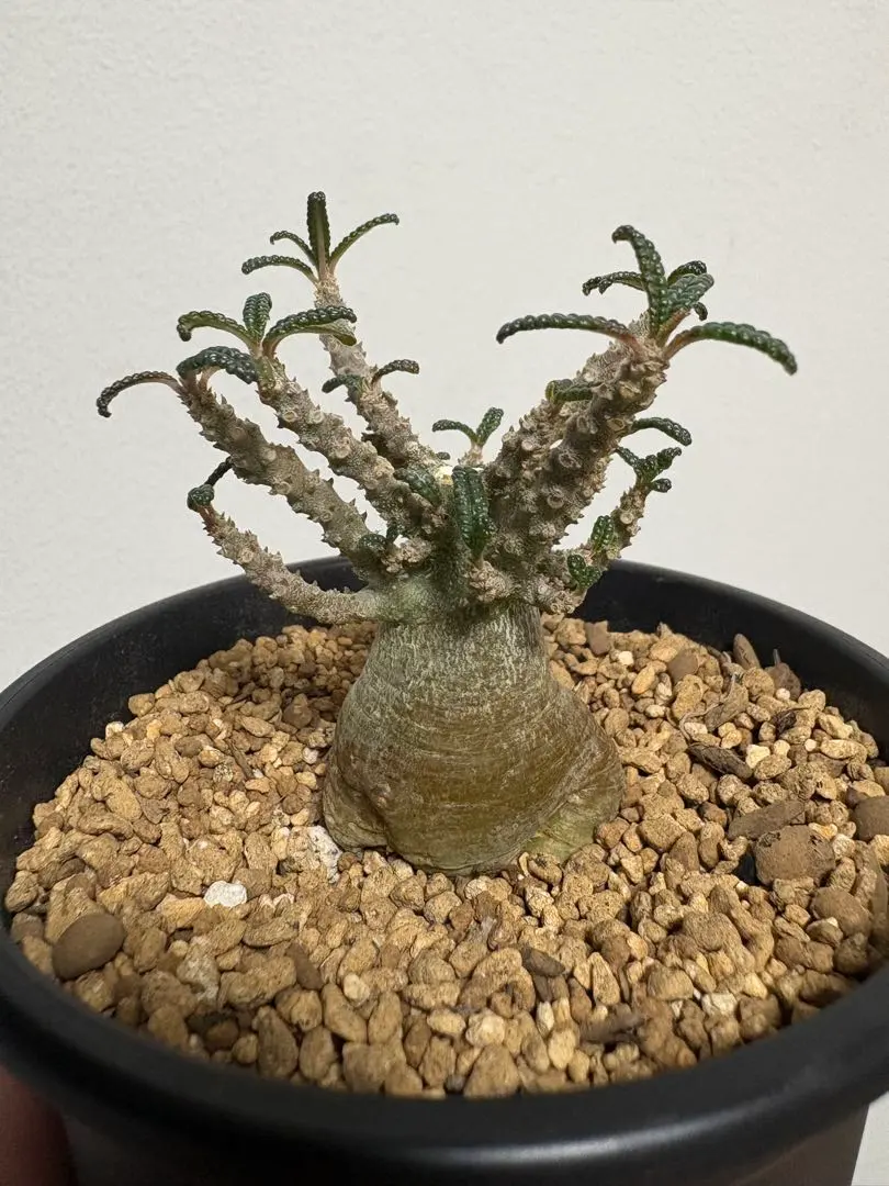 2026年最新】ギガス ブラータの人気アイテム - メルカリ