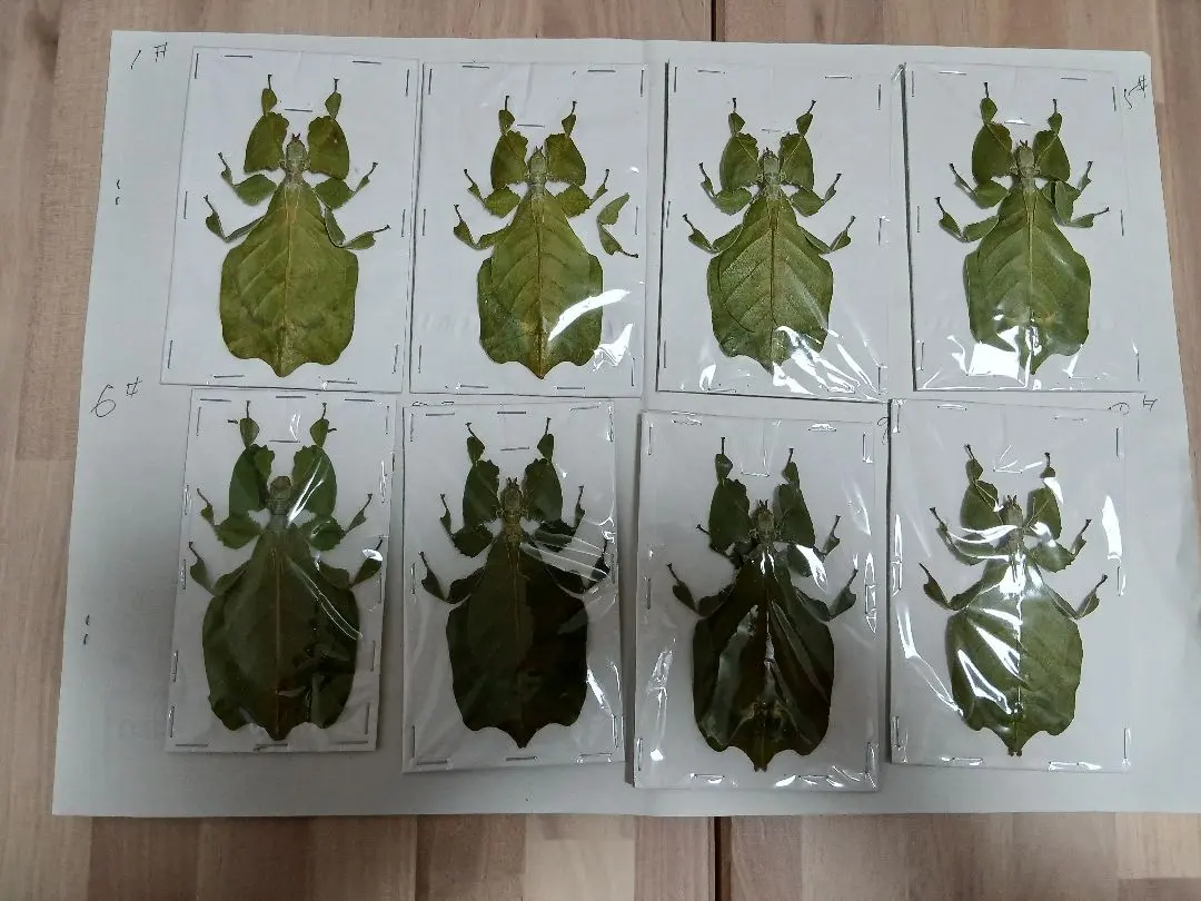 2026年最新】標本 ナナフシの人気アイテム - メルカリ