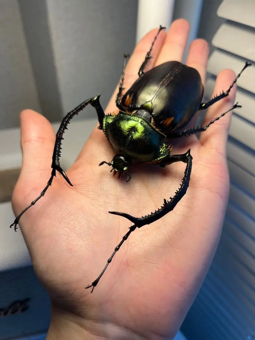 2026年最新】テナガコガネ 標本の人気アイテム - メルカリ