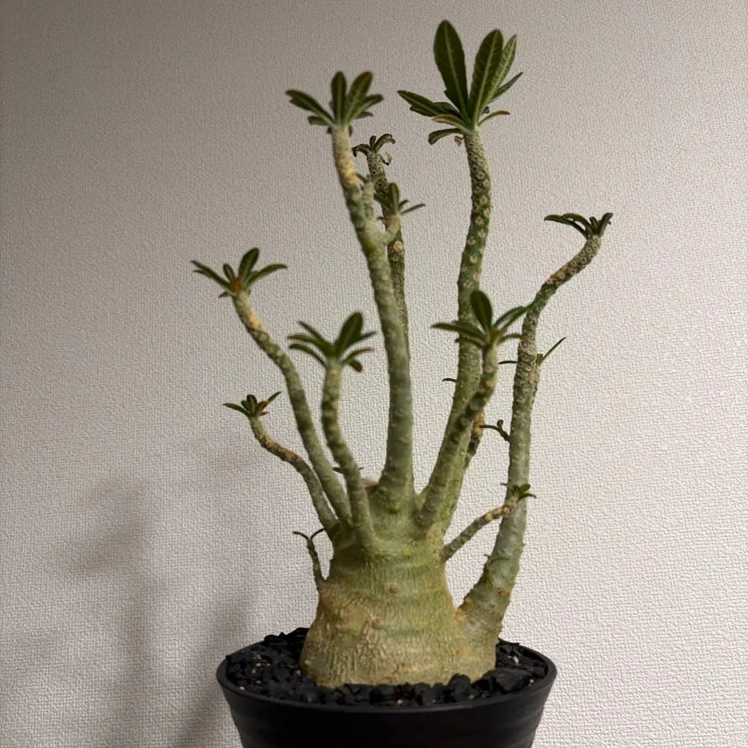 2026年最新】ドルステニアギガスの人気アイテム - メルカリ