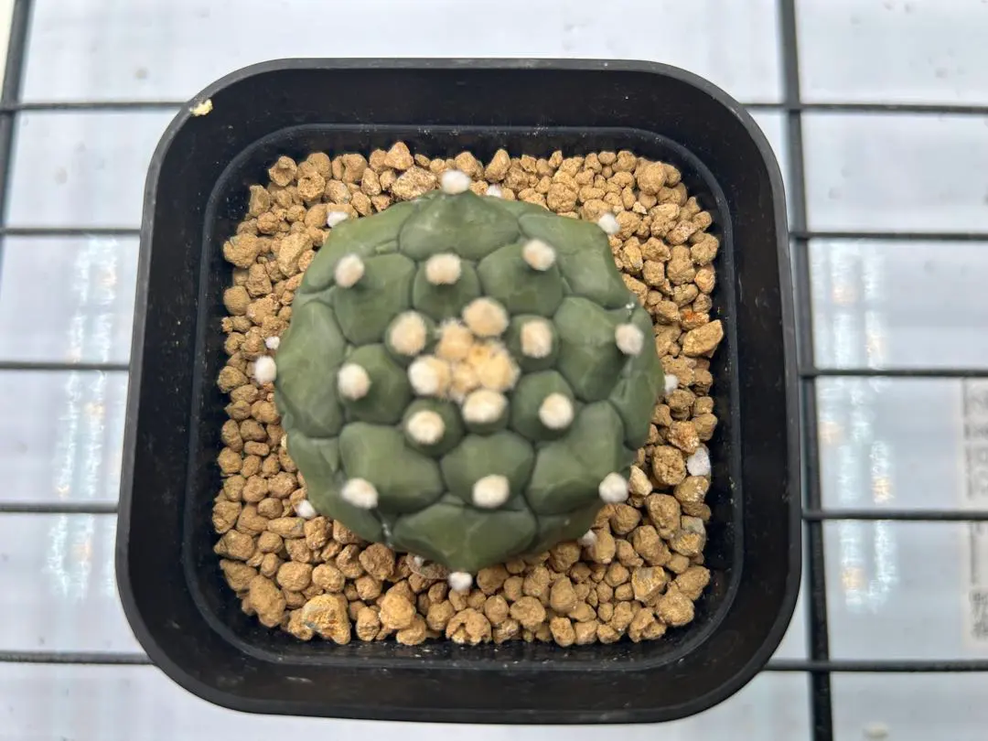 2026年最新】オベサ 亀甲の人気アイテム - メルカリ