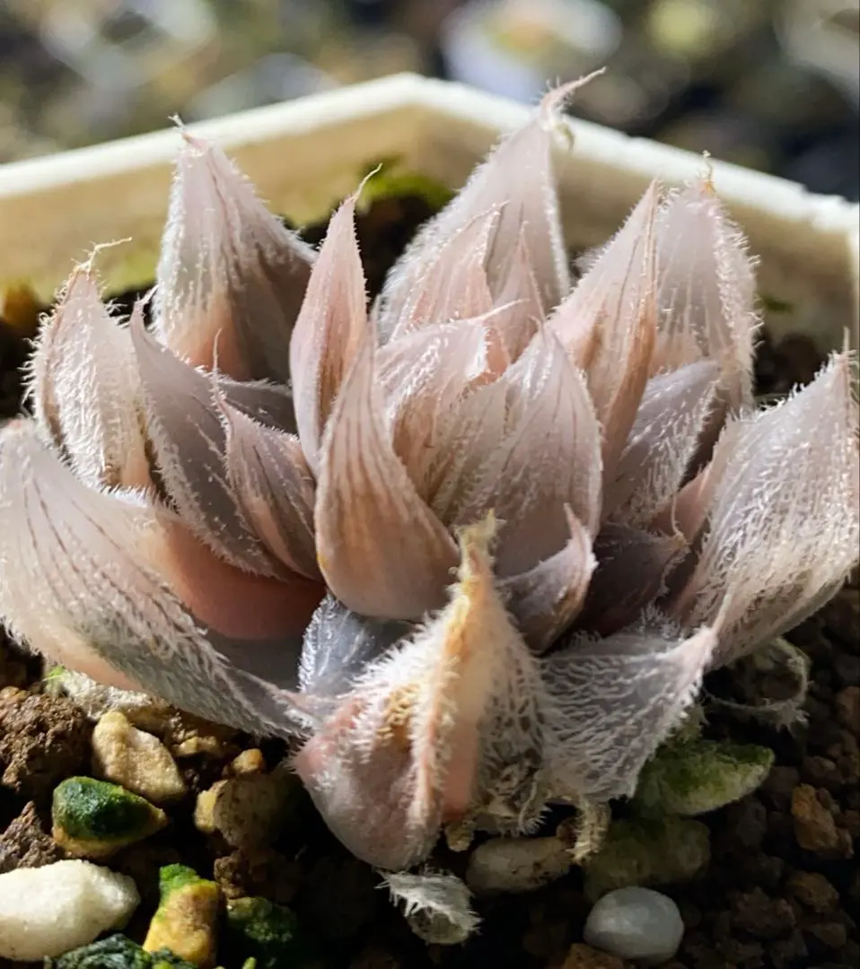 2026年最新】白狐伝 ハオルチアの人気アイテム - メルカリ