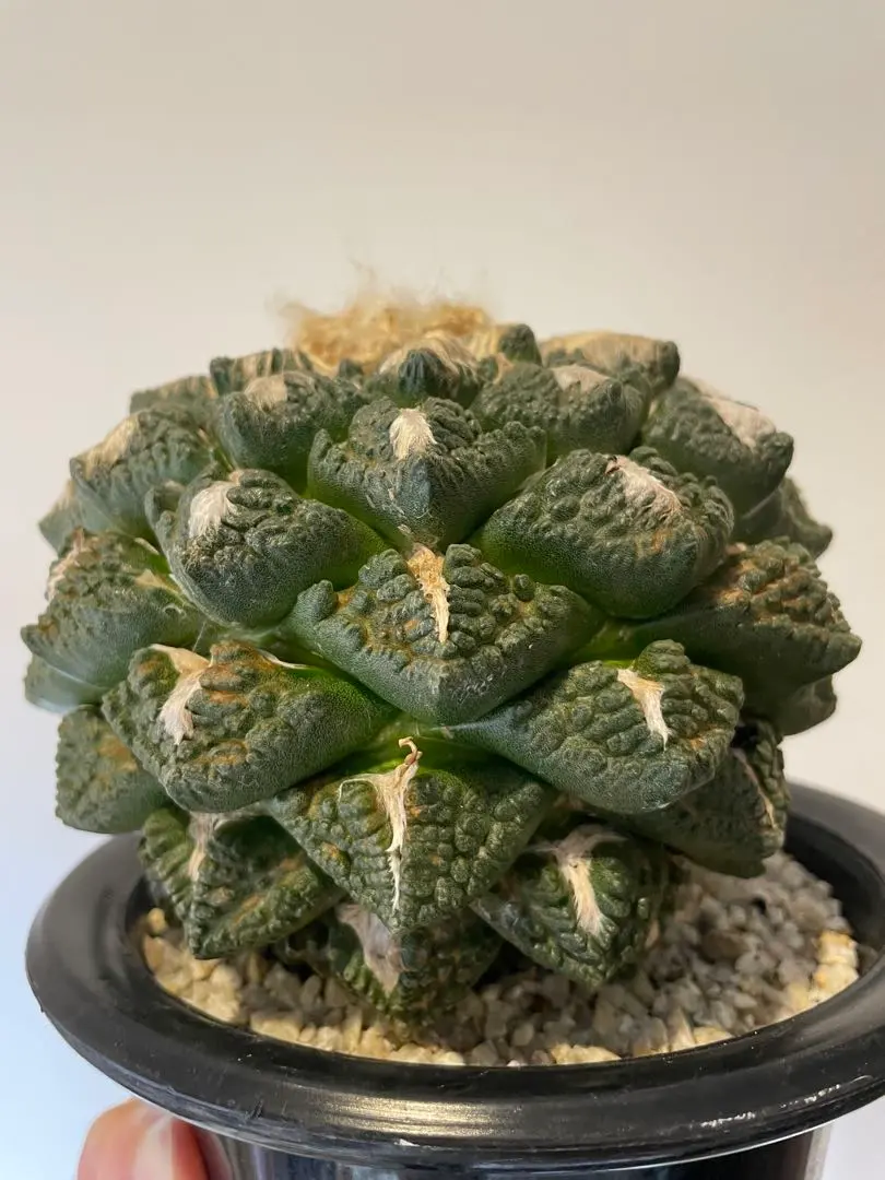 2026年最新】アリオカルプスの人気アイテム - メルカリ