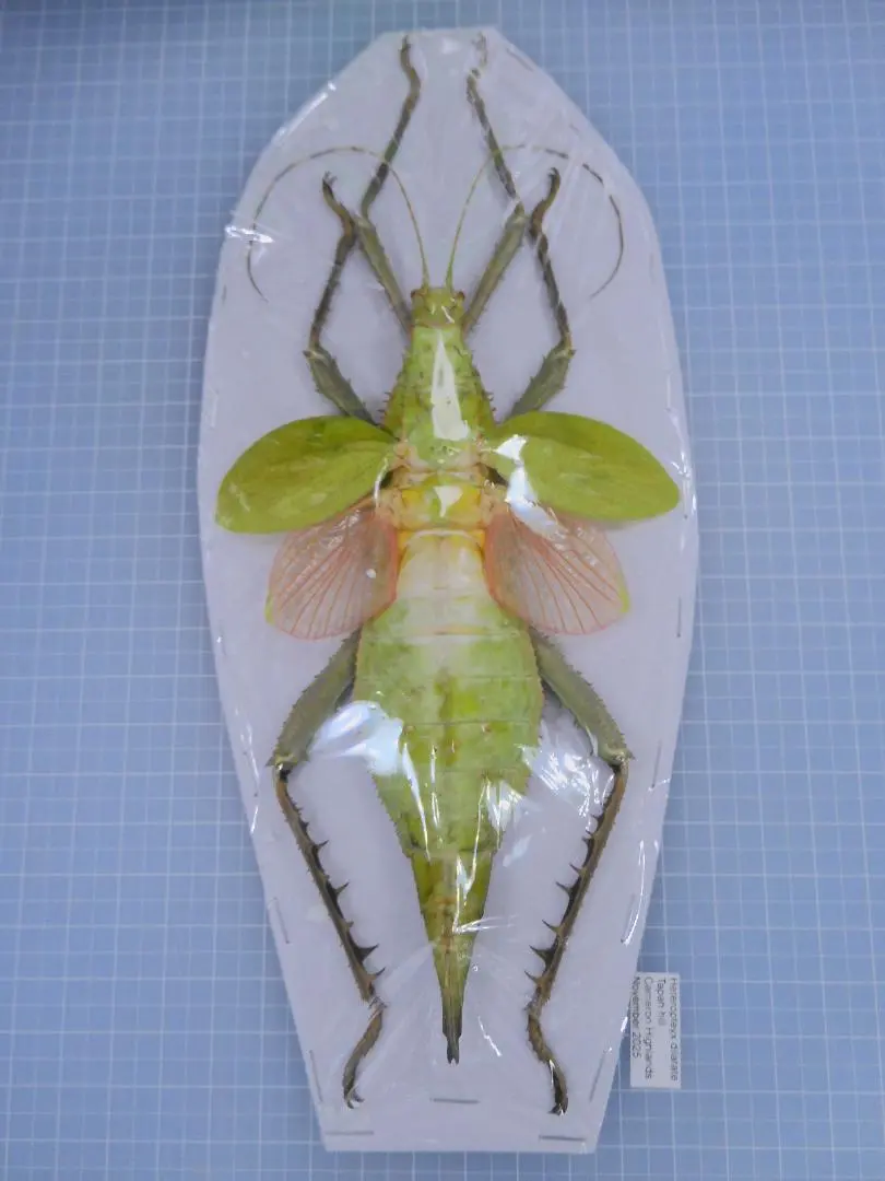2026年最新】標本 ナナフシの人気アイテム - メルカリ