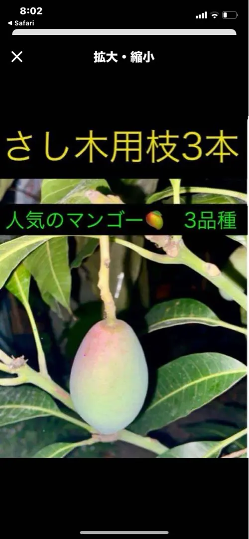 2026年最新】キーツマンゴー苗の人気アイテム - メルカリ