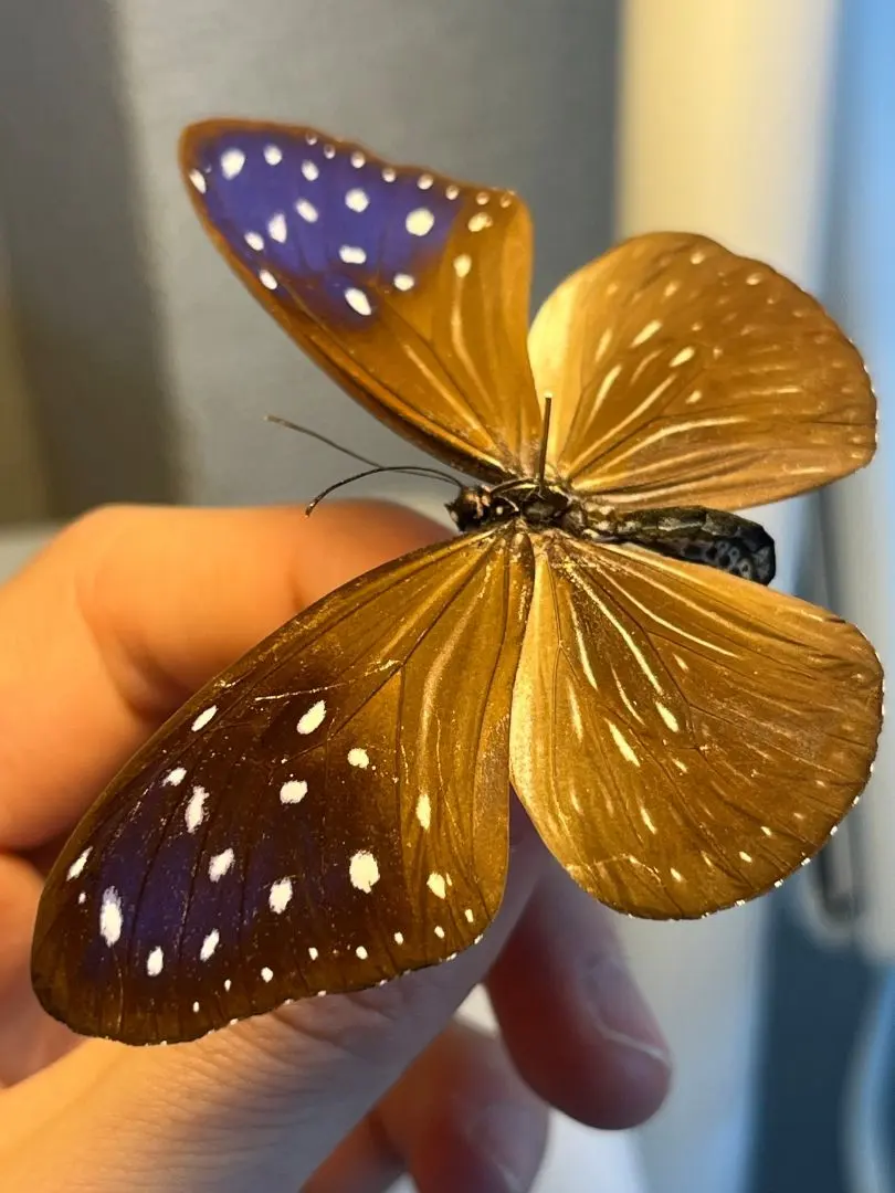2026年最新】蝶 標本 台湾の人気アイテム - メルカリ