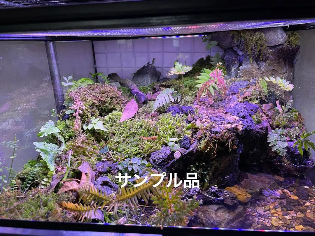 2026年最新】グラステラリウム4530の人気アイテム - メルカリ