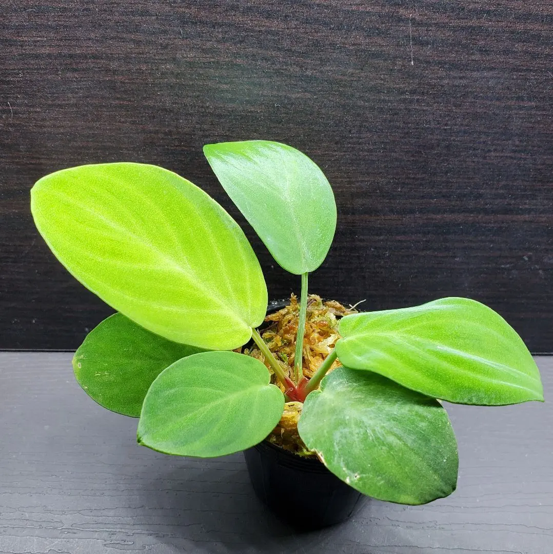 2026年最新】ホマロメナ グリーンの人気アイテム - メルカリ