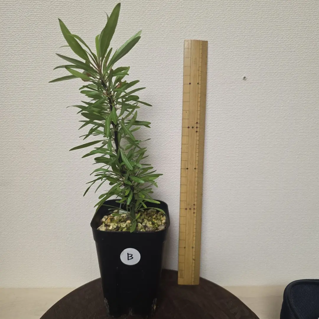 2026年最新】プルプシー 挿木の人気アイテム - メルカリ