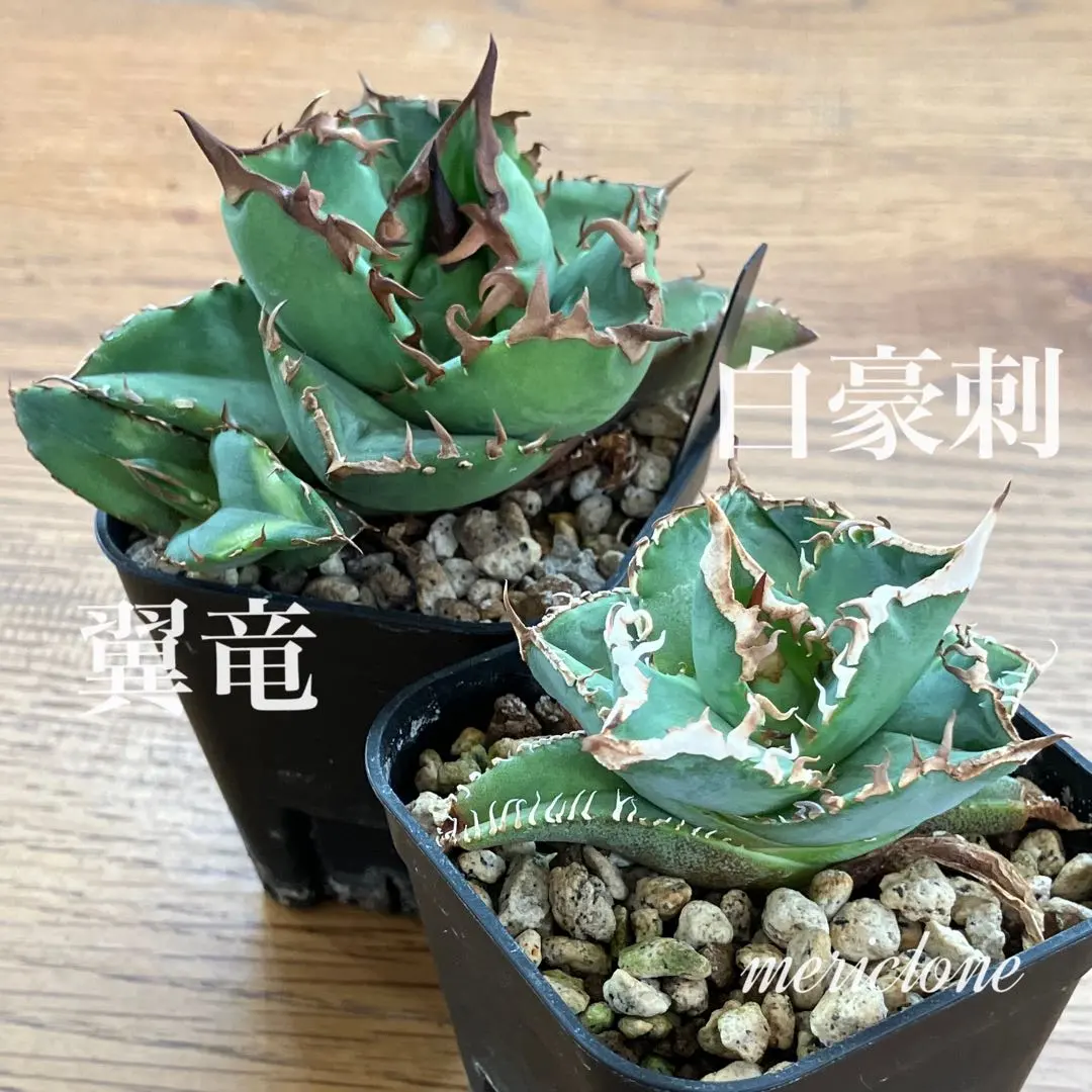 2026年最新】アガベ翼竜の人気アイテム - メルカリ