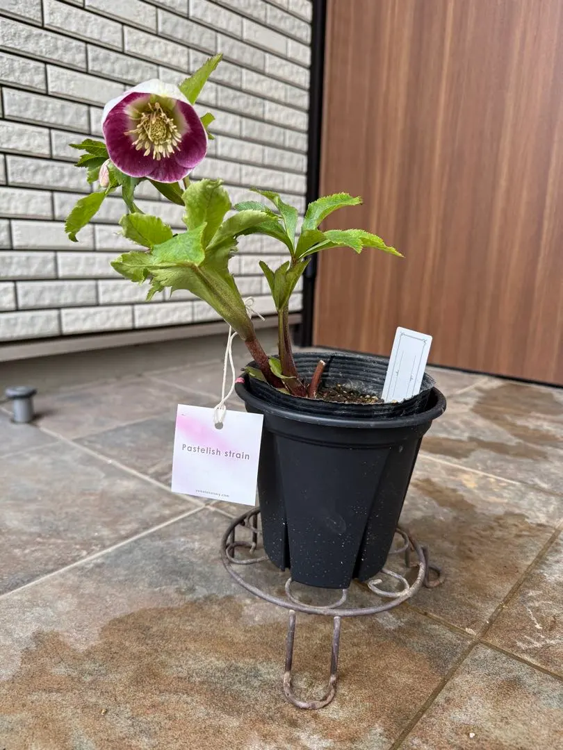 2026年最新】パステリッシュストレインの人気アイテム - メルカリ