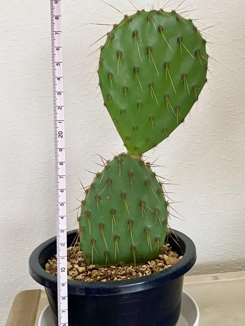 2026年最新】ガラパゴス団扇サボテンの人気アイテム - メルカリ