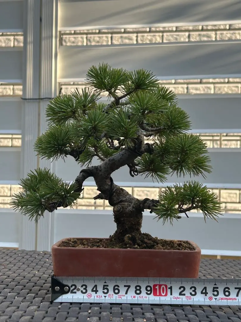 2026年最新】吾妻五葉松の人気アイテム - メルカリ