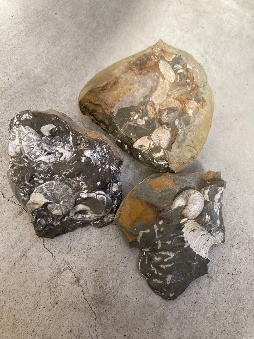 2026年最新】ノジュール 化石の人気アイテム - メルカリ