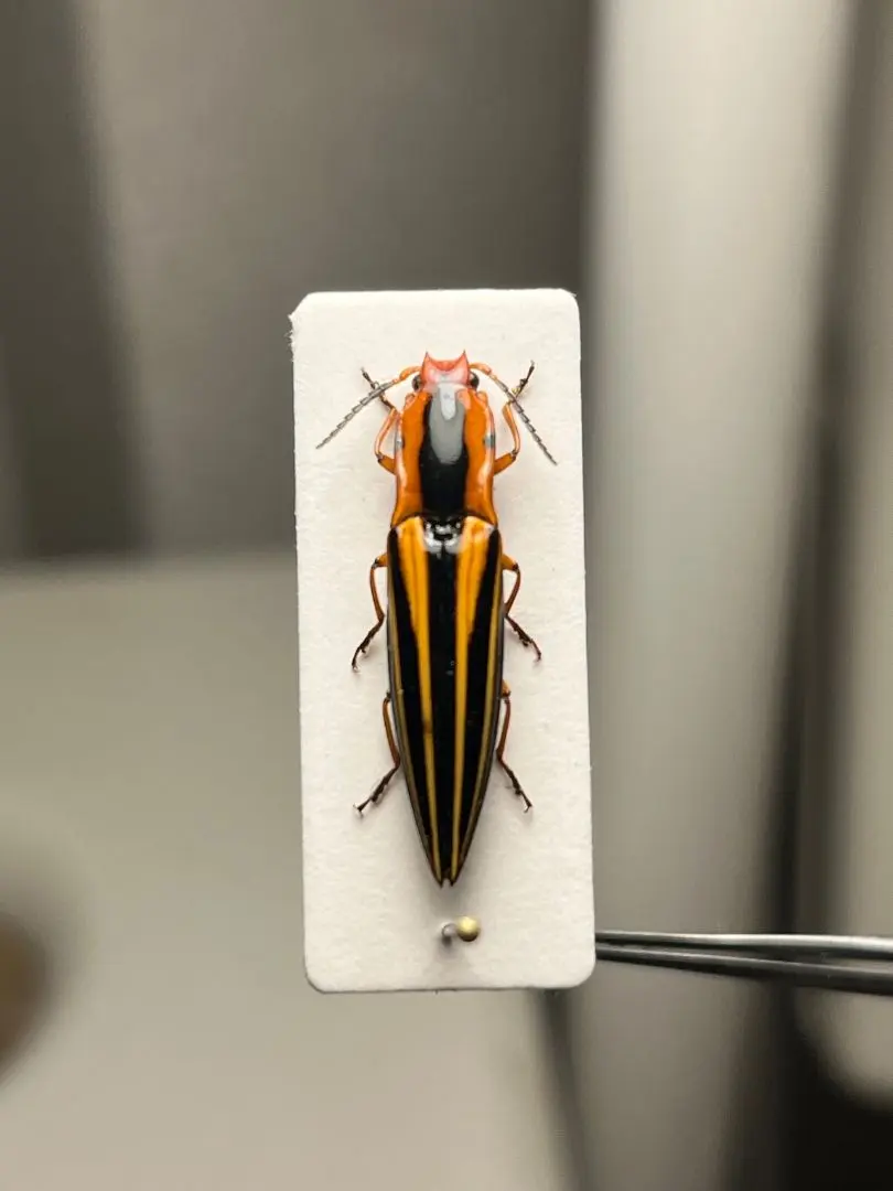 2026年最新】チリクワガタ 標本の人気アイテム - メルカリ