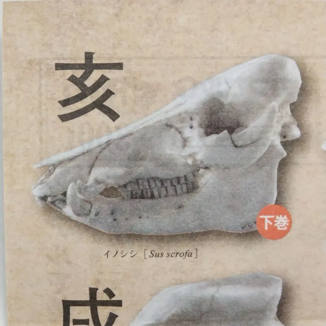 2026年最新】イノシシ 頭骨の人気アイテム - メルカリ