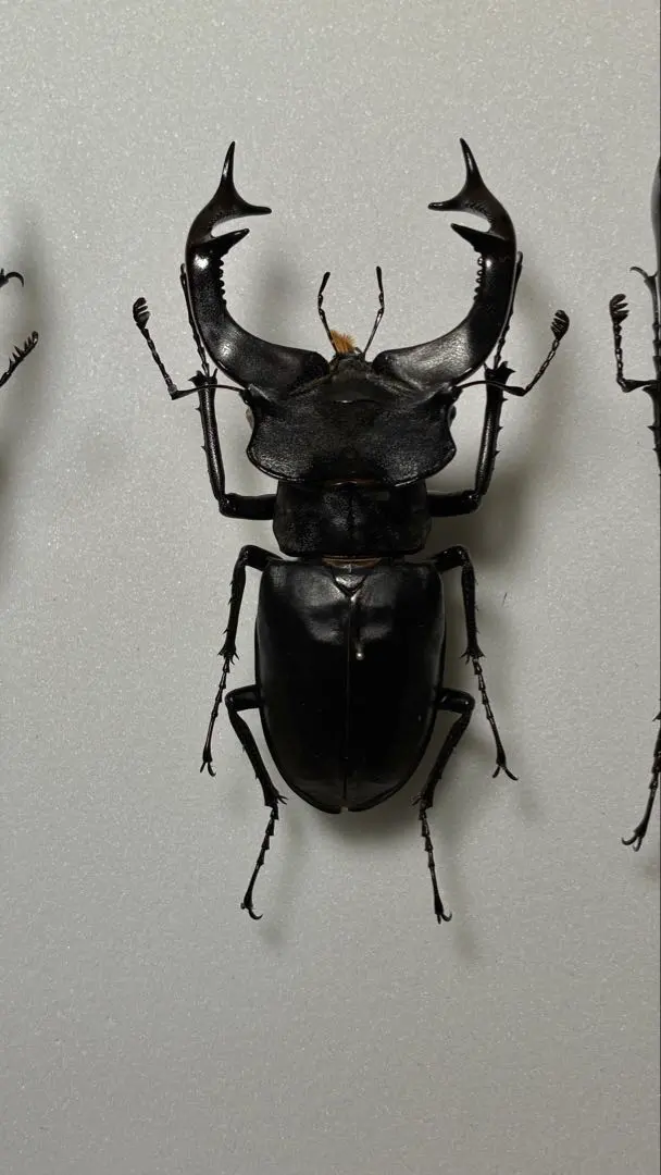 2026年最新】ヨーロッパミヤマ 標本の人気アイテム - メルカリ