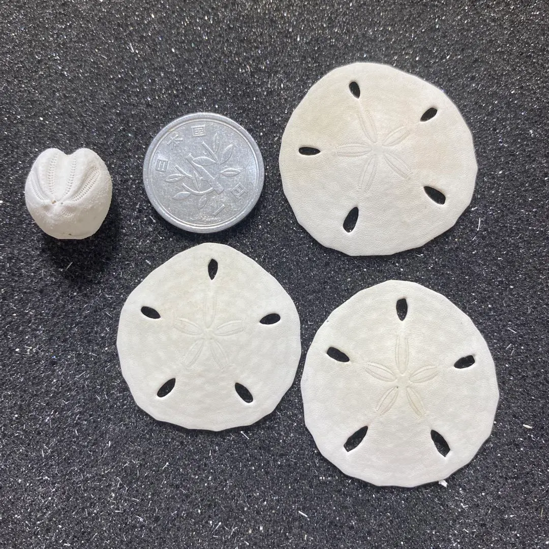 2026年最新】ブンブク ウニ殻の人気アイテム - メルカリ