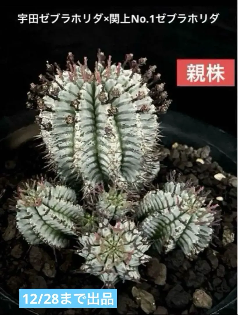 2026年最新】宇田ゼブラホリダの人気アイテム - メルカリ