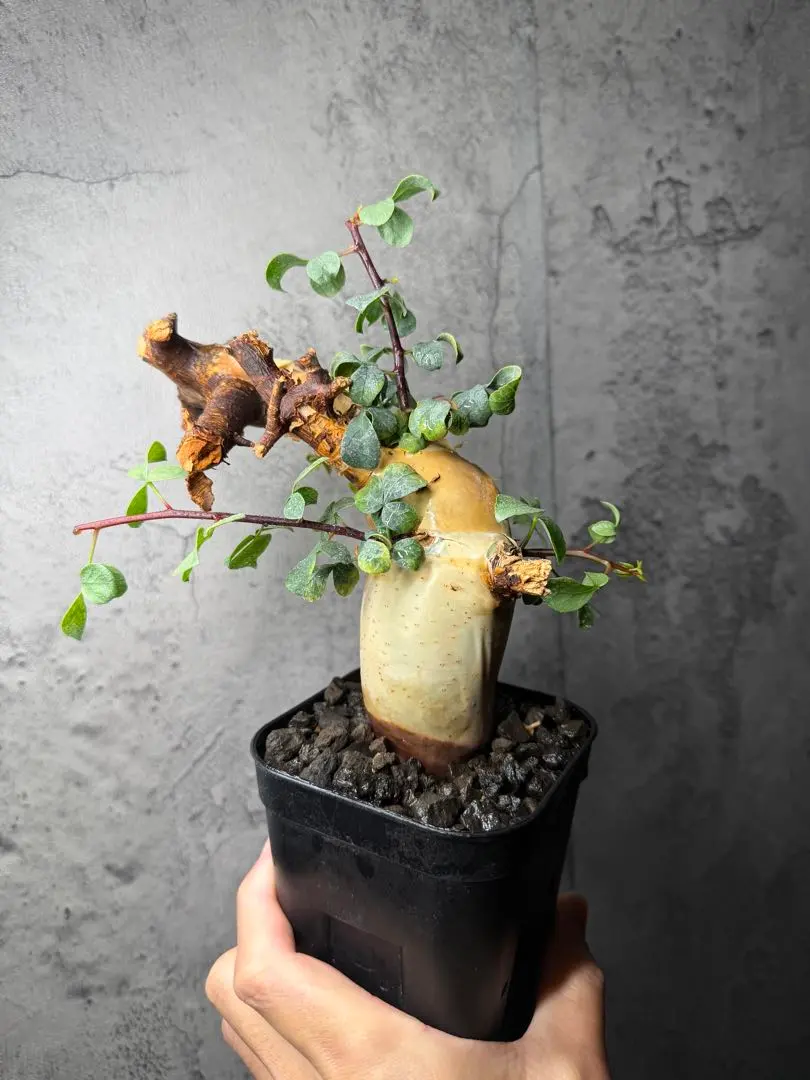 2026年最新】コミフォラ カタフ ピュアの人気アイテム - メルカリ