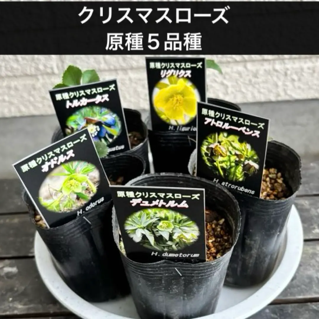 2026年最新】リグリクスの人気アイテム - メルカリ