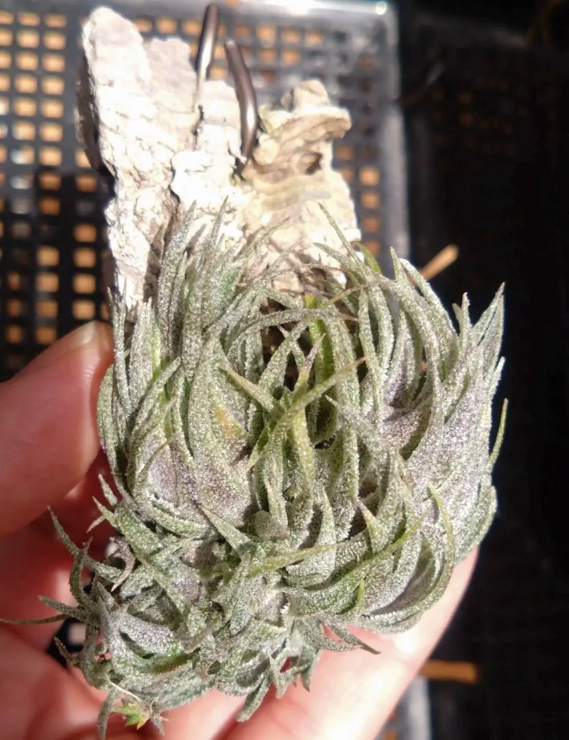 2026年最新】チランジア・スプレンゲリアナの人気アイテム - メルカリ