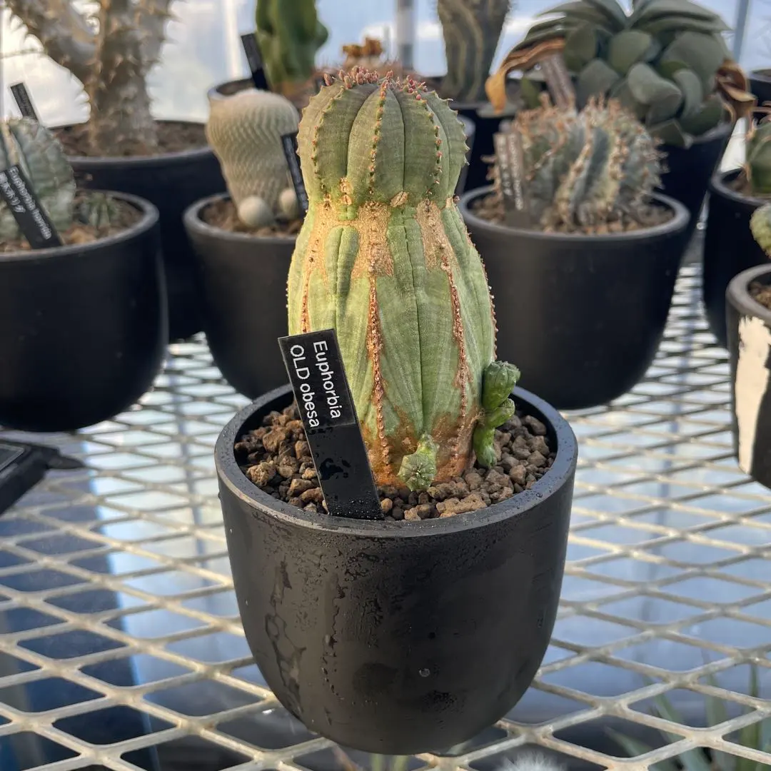 2026年最新】ユーフォルビア オベサ モンストの人気アイテム - メルカリ