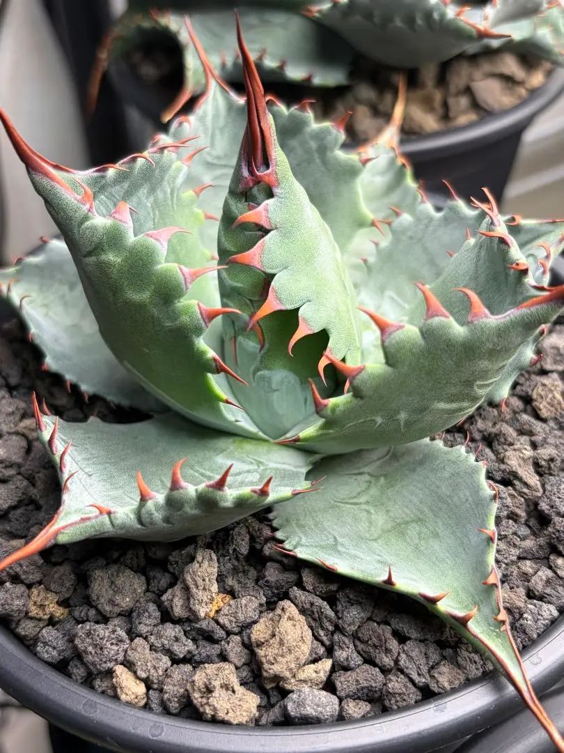 2026年最新】アガベ パラサナ イシスメンシスの人気アイテム - メルカリ