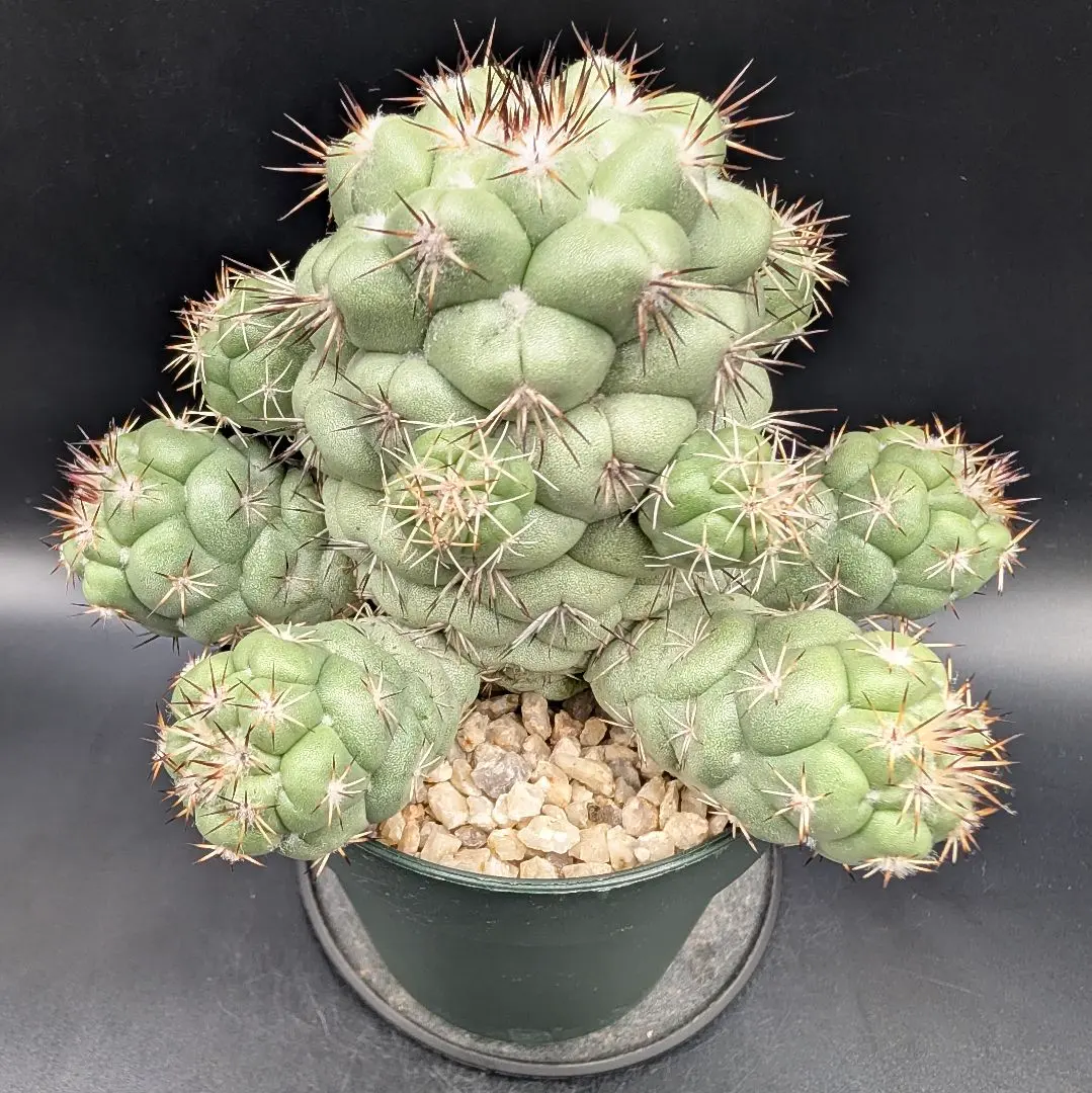 2026年最新】オルテゴカクタスの人気アイテム - メルカリ