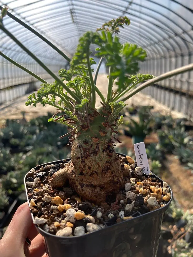 2026年最新】ペラルゴニウムクリズミフォリウムの人気アイテム - メルカリ