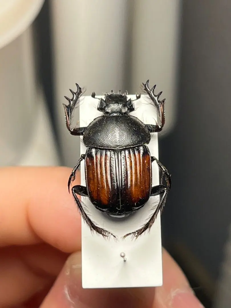 2026年最新】フンコロガシ 標本の人気アイテム - メルカリ