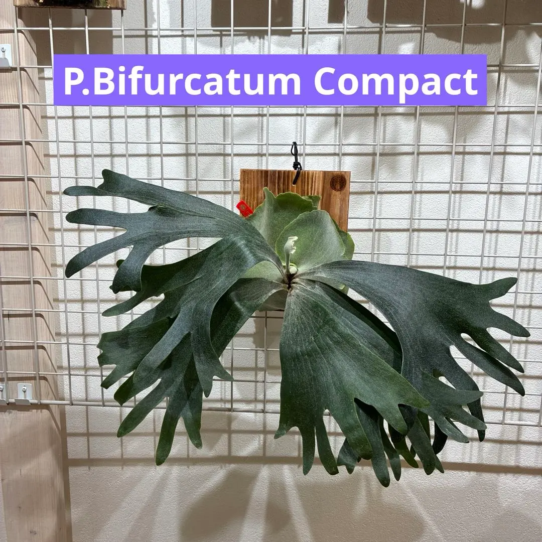 2026年最新】ビフルカツム コンパクトの人気アイテム - メルカリ