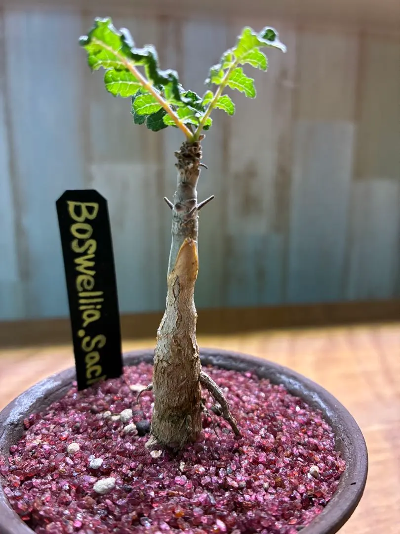 2026年最新】ボスウェリア サクラの人気アイテム - メルカリ