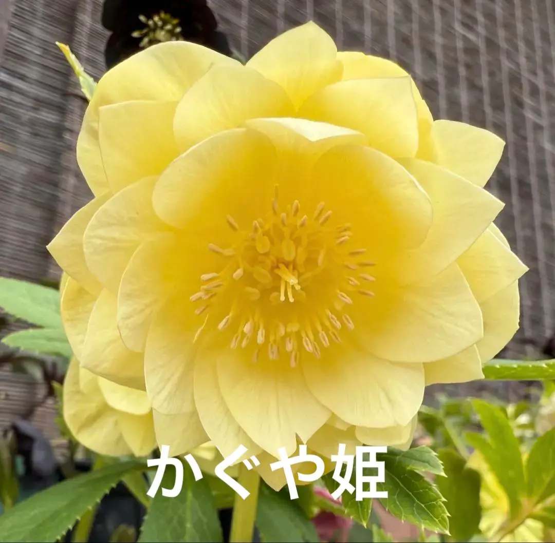 2026年最新】かぐや姫 クリスマスローズの人気アイテム - メルカリ