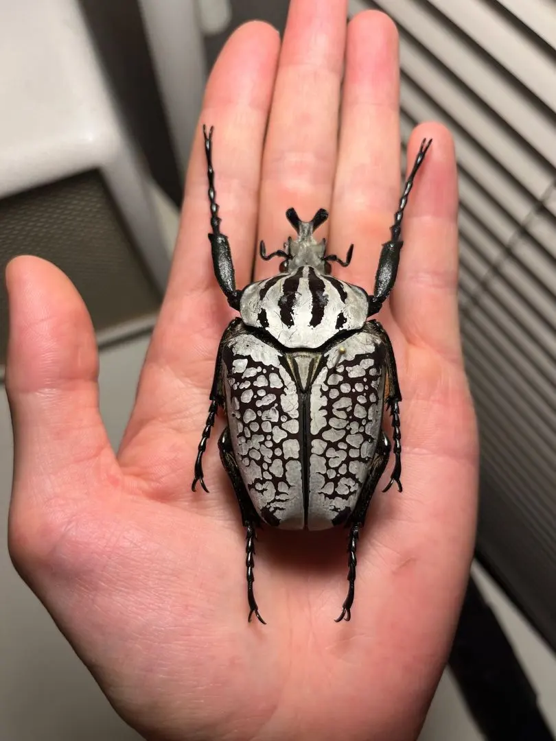 2026年最新】ゴライアスオオツノハナムグリ 標本の人気アイテム - メルカリ