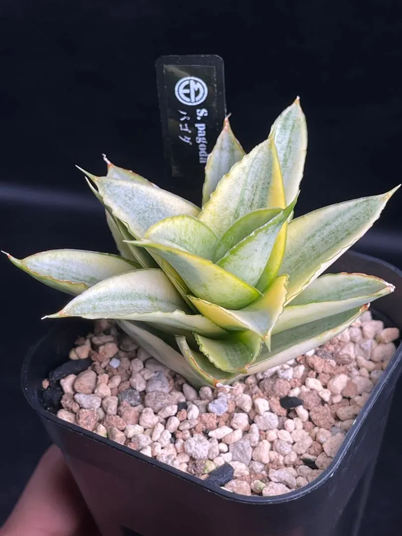 2026年最新】サンセベリア パゴダの人気アイテム - メルカリ