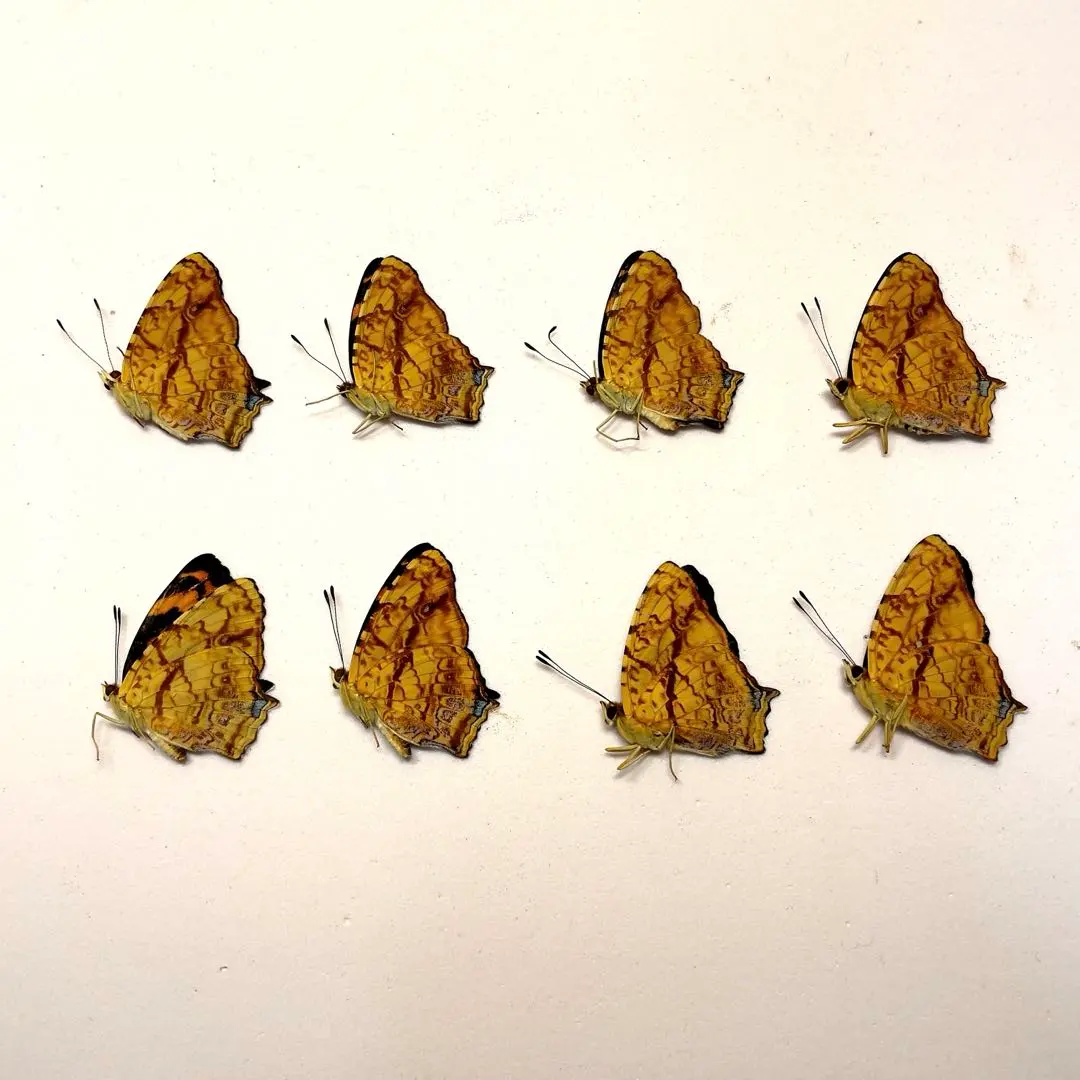 2026年最新】蝶 標本 台湾の人気アイテム - メルカリ