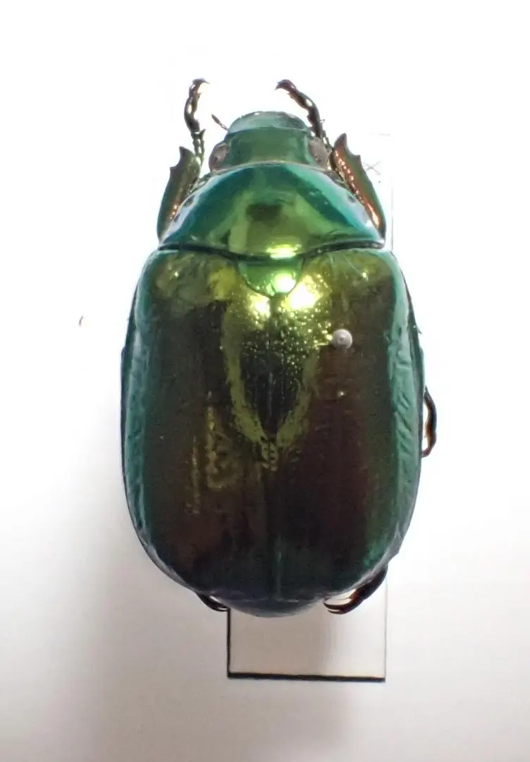 2026年最新】コガネムシ標本の人気アイテム - メルカリ