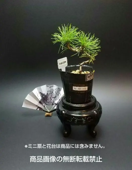 2026年最新】吾妻五葉松の人気アイテム - メルカリ