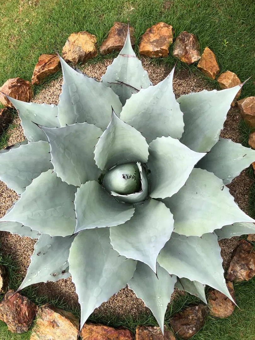 2026年最新】オバティフォリア フロスティブルーの人気アイテム - メルカリ