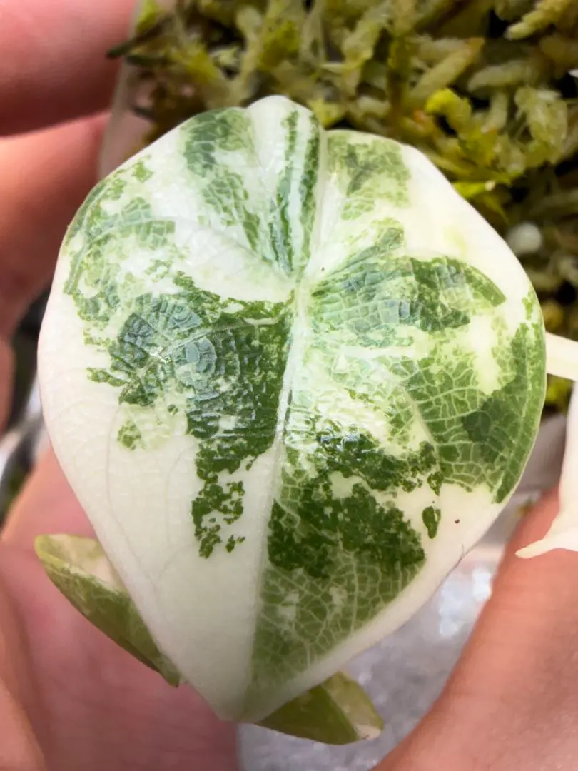 2026年最新】アロカシア メロの人気アイテム - メルカリ