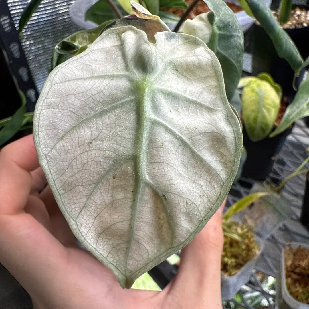 2026年最新】アロカシアバルーンハートの人気アイテム - メルカリ