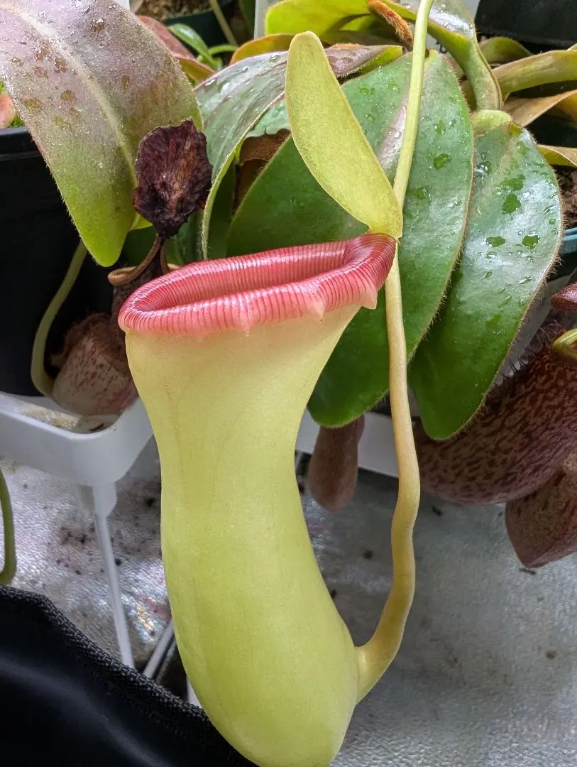 2026年最新】ネペンテス ベントリコーサの人気アイテム - メルカリ