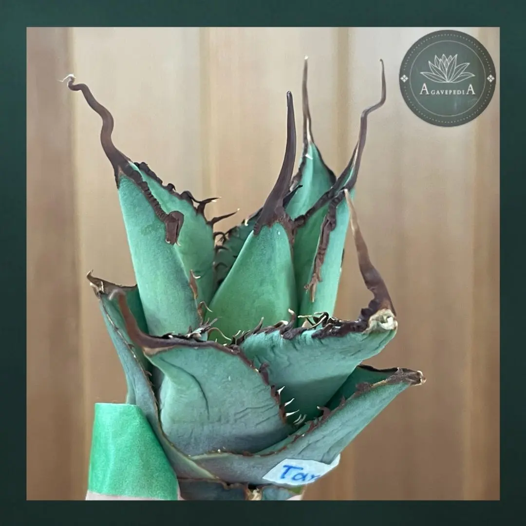 2026年最新】タランチュラ アガベの人気アイテム - メルカリ