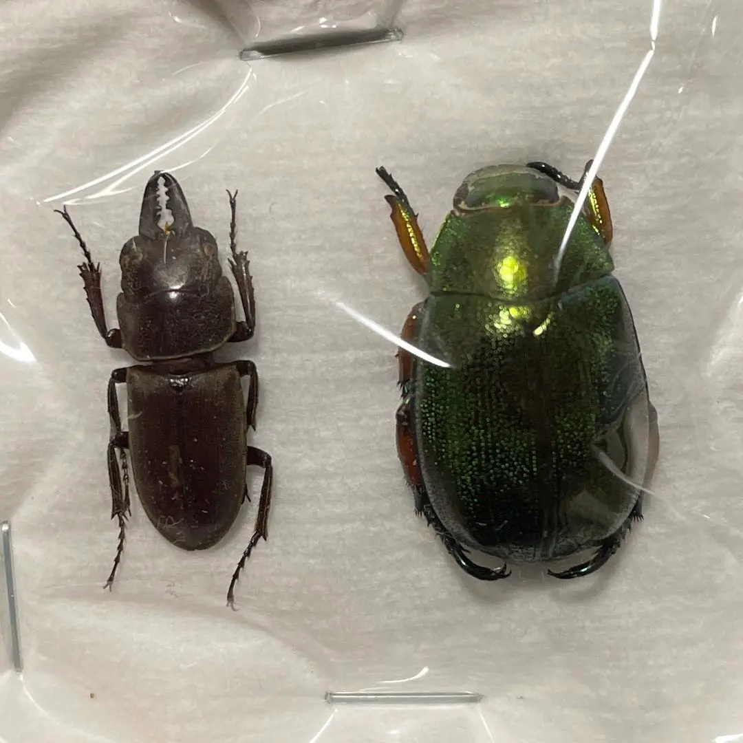 2026年最新】コガネムシ 標本の人気アイテム - メルカリ