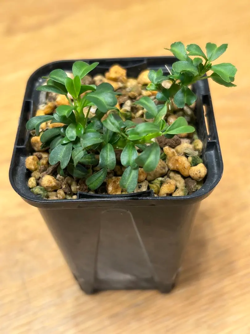 2026年最新】サルコカウロン バンデリエティアエの人気アイテム - メルカリ