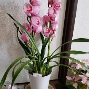 2026年最新】シンビジューム萌香の人気アイテム - メルカリ