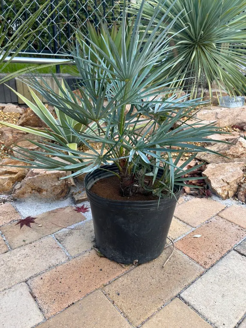 2026年最新】チャメロプスの人気アイテム - メルカリ